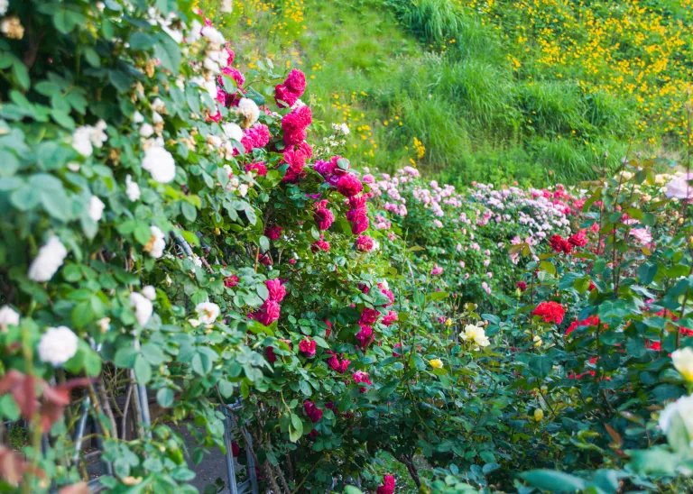 🏞️ 관산 종합공원 (간무리야마 소고 코엔) 이미지 14
